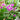 Vernonia noveboracensis (New York Ironweed)