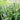 Veronica MAGIC SHOW® 'White Wands' (Speedwell)