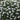Viburnum 'Spice Island®' (Korean Spice Viburnum) 1