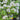 Viburnum 'Spice Island®' (Korean Spice Viburnum)