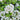 Viburnum 'Spice Island®' (Korean Spice Viburnum)