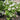 Viburnum 'Spice Island®' (Korean Spice Viburnum)