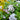 Viburnum 'Spice Island®' (Korean Spice Viburnum)