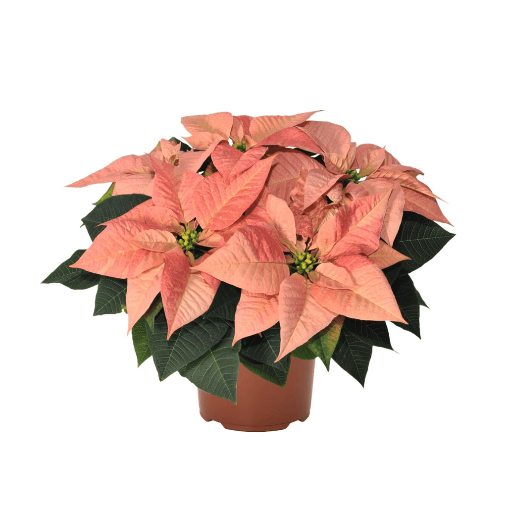 Viking Cinnamon Poinsettia