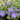 Vinca Periwinkle varigated