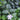 Vinca minor 'Bowles' (Periwinkle)