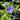Vinca minor 'Bowles' (Periwinkle)