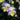 Viola 'Etain' (Tufted Violet)