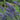 Vitex 'Delta Blues™' (Chaste Tree)