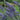 Vitex 'Delta Blues™' (Chaste Tree)
