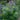 Vitex 'Delta Blues™' (Chaste Tree)