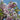 Weeping Higan Flowering Cherry 'Pendula' (Prunus) 