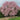 Weeping Higan Flowering Cherry 'Pendula' (Prunus)  2