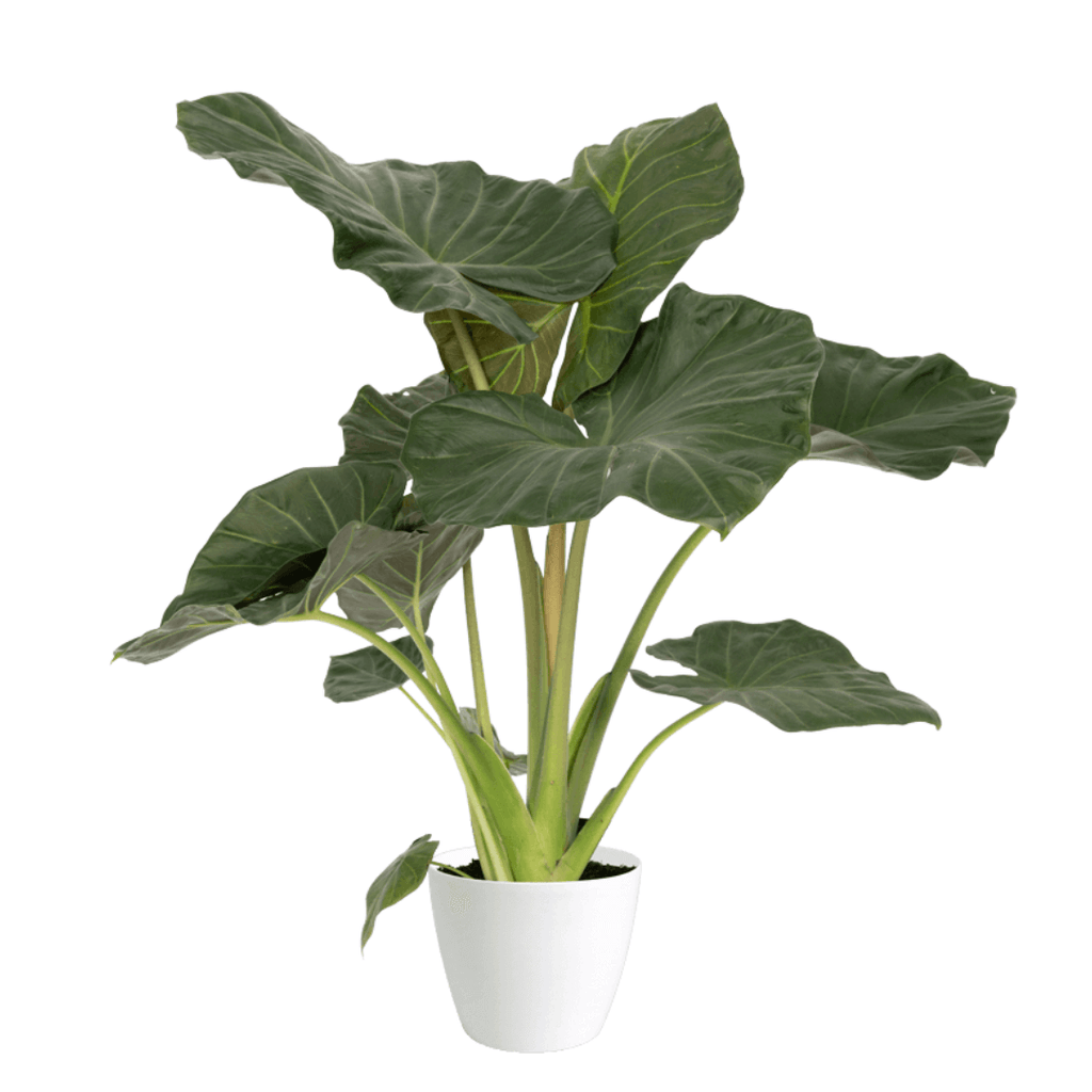 Regal Shield Alocasia