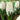 Hyacinth Orientalis 'White Pearl' Bulbs