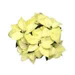 White Poinsettia