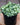 White Fittonia (Nerve Plant)