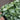 White Fittonia (Nerve Plant)