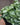 White Fittonia (Nerve Plant)