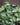 White Fittonia (Nerve Plant)