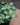 White Fittonia (Nerve Plant)