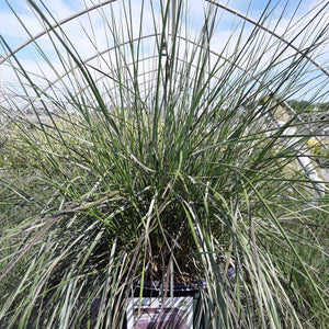 Muhly Grass ‘Fast Forward’