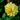 Dahlia Yellow