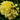 Dahlia Yellow