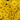 Chrysanthemum Yellow