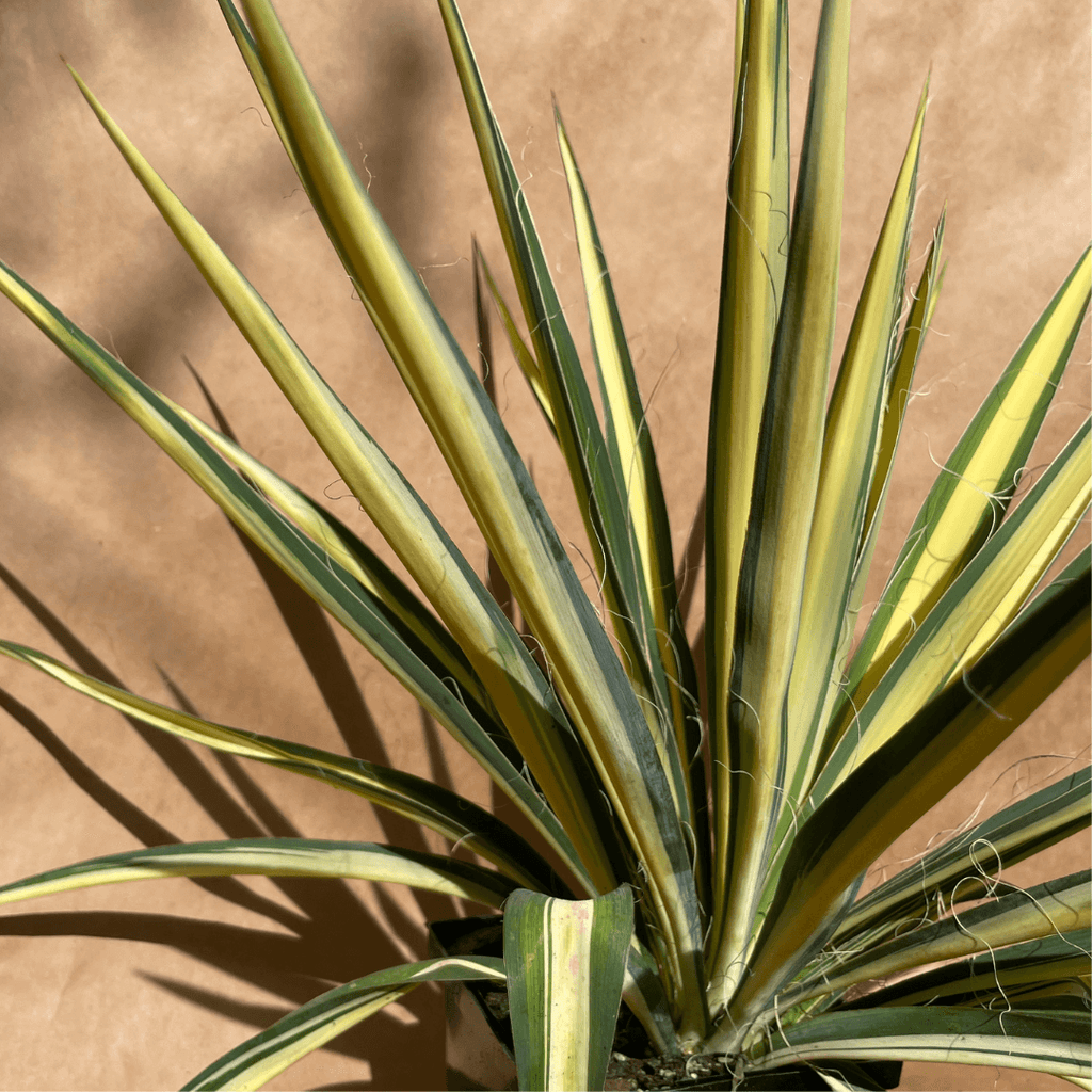 Yucca 'Color Guard'