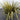 Yucca 'Color Guard'  22