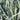 Yucca 'Corbett's Blue' (Adam's Needle)