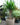 Yucca Tree