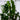 ZZ (Zamioculcas zamifolia) BNKS