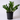 ZZ (Zamioculcas zamifolia) FRML