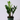 ZZ (Zamioculcas Zamiifolia)