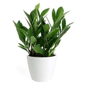 Zamioculcas Zamiifolia Small