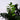 Zamioculcas zamiifolia 'Raven' (ZZ 'Raven')