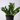 ZZ (Zamioculcas zamifolia) EMMS