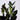 ZZ Oscura (Zamioculcas) EMMS