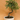 Zelkova Serrata Bonsai