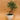 Zelkova Serrata Bonsai
