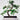 Zelkova Serrata Bonsai