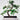 Zelkova Serrata Bonsai