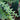 Zig Zag Cactus
