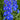 Delphinium 'Cobalt Dreams' (New Zealand Delphinium)