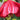 Abutilon Lucky Lantern Red