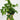 Aeschynanthus longicaulis 'Black Pagoda' (Lipstick Plant)