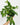 Aeschynanthus longicaulis 'Black Pagoda' (Lipstick Plant)
