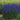 Veronica 'Wizard of Ahhs' (Speedwell)